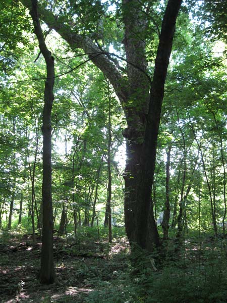 Bitternut hickory lowland forest